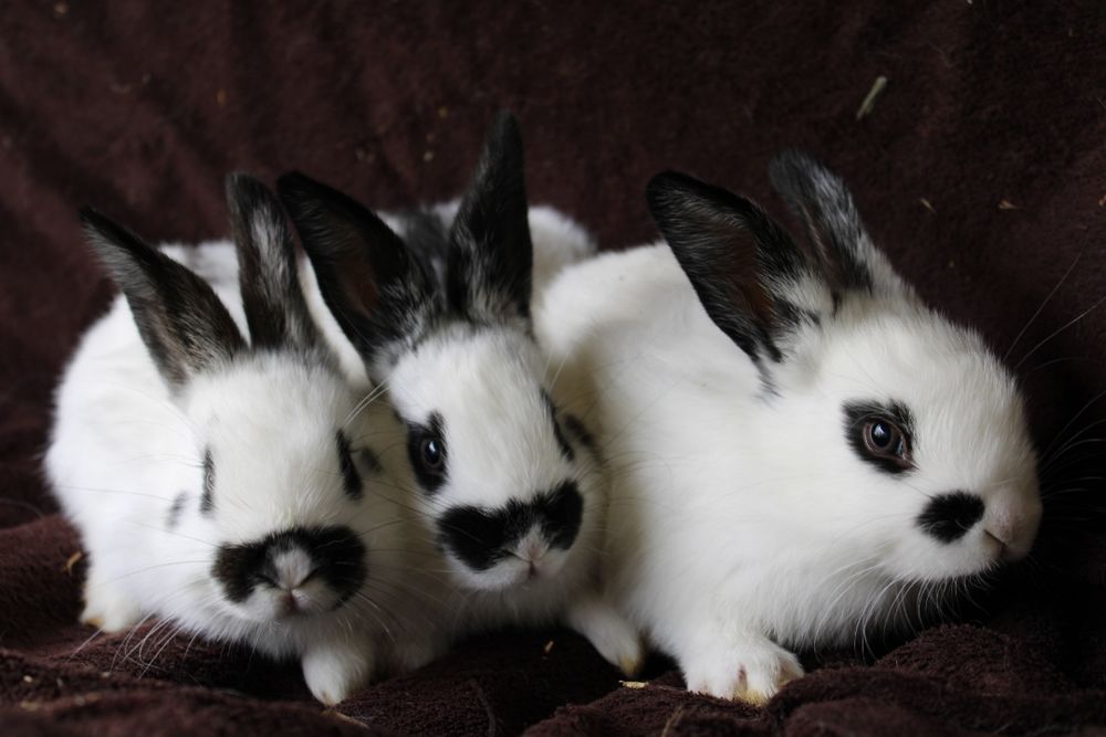 Lapin dans les Yvelines (78) annonces de lapins à vendre