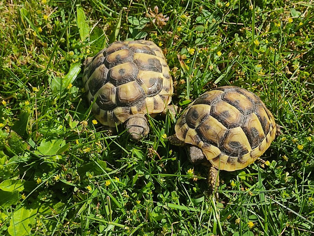 Tortue annonces de tortues à vendre