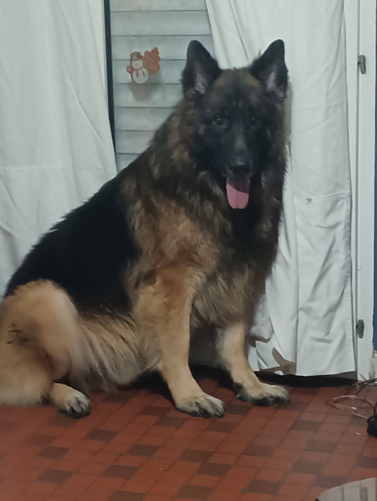Donne chien chiot dans le NordPasdeCalais annonces