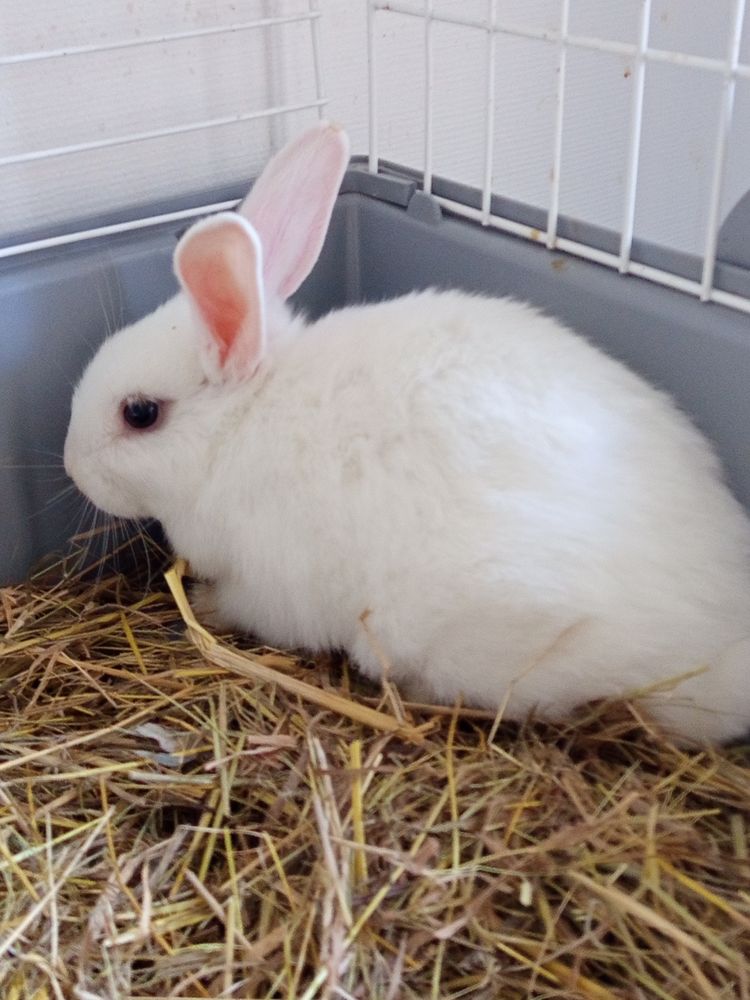 Lapin annonces de lapins à vendre ou donner page 5