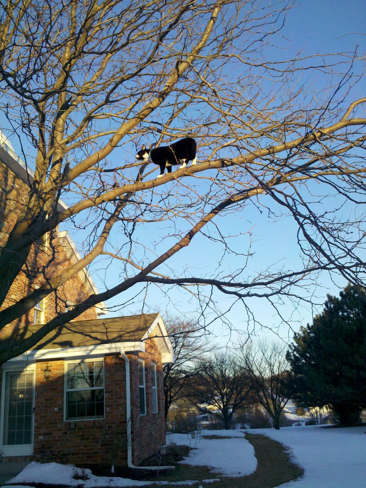 Cats in a Tree