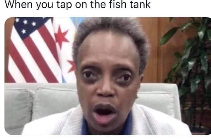 When you tap on the fish tank The Donald America First Patriots Win(022)