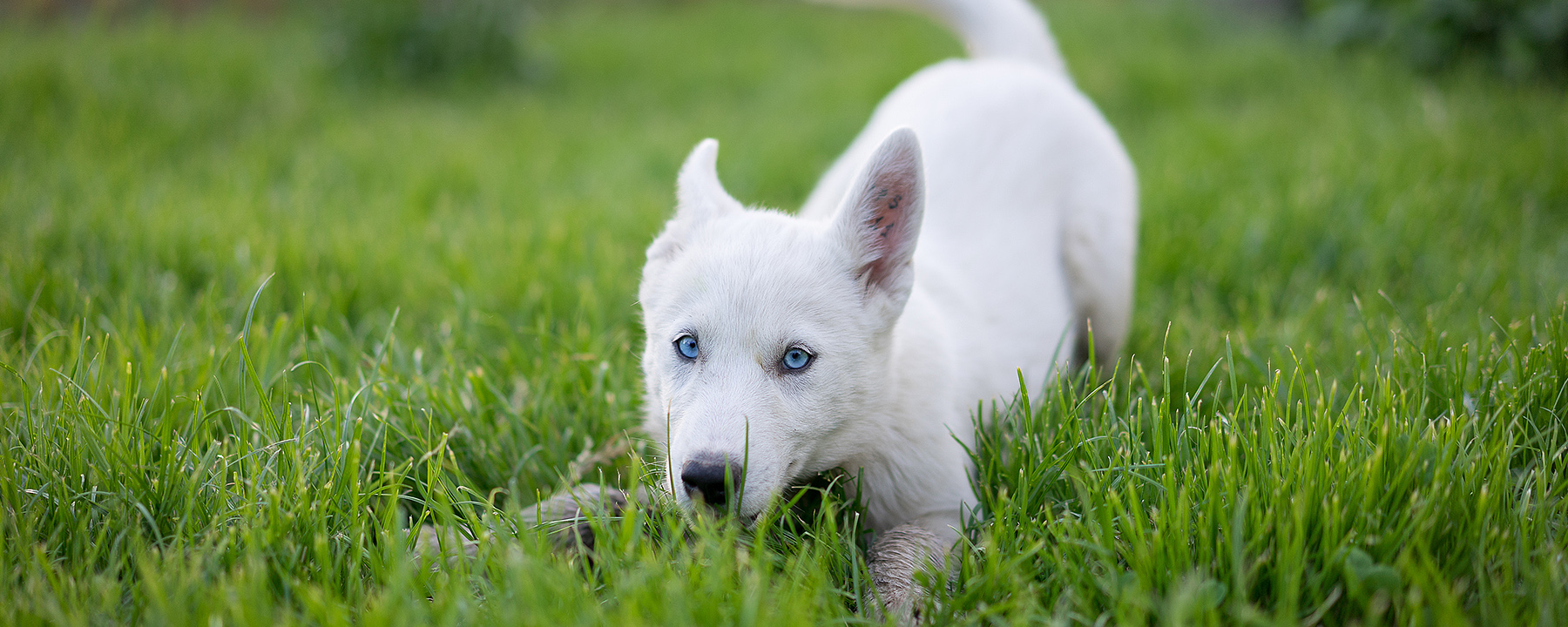 What Makes Basset Hounds Chin Itchy