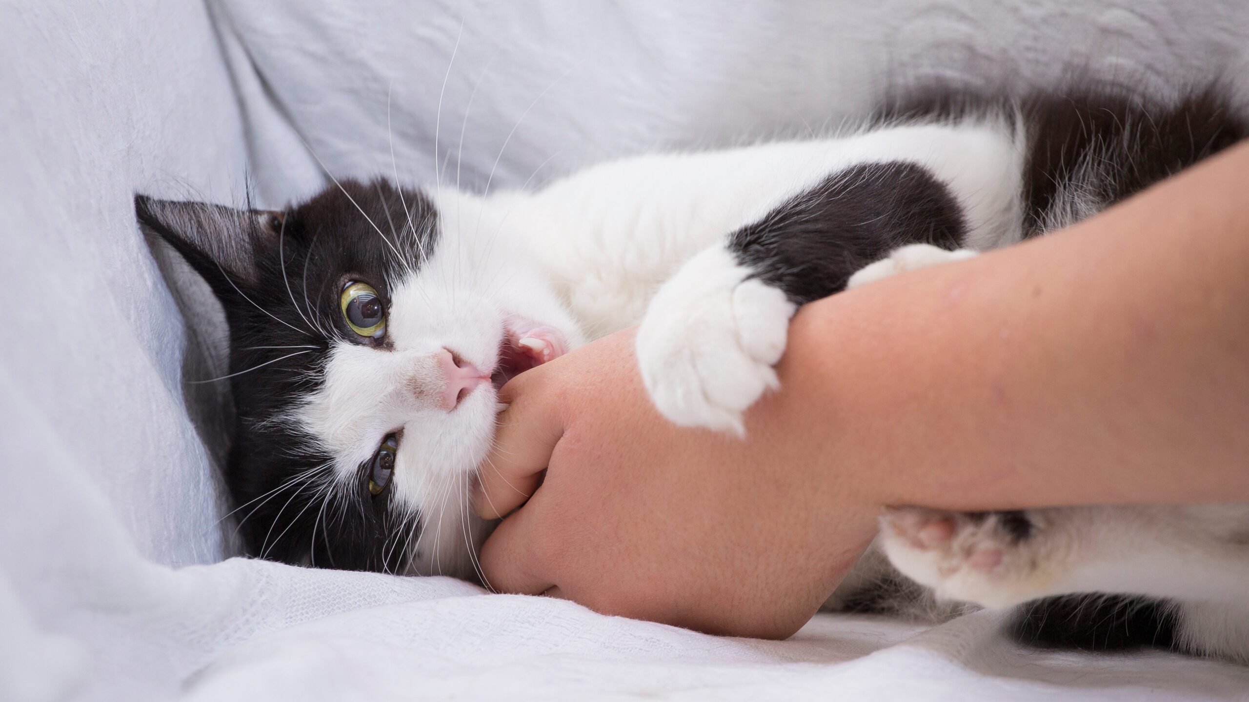 Why is my cat biting me? PetSpot