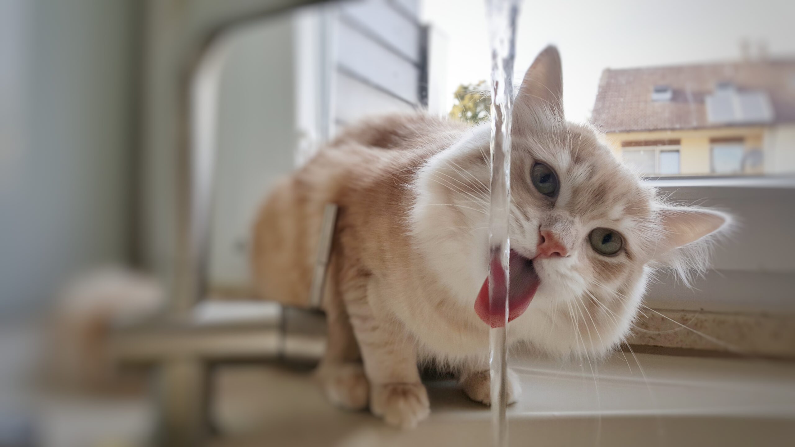 Why is my cat drinking so much water? PetSpot