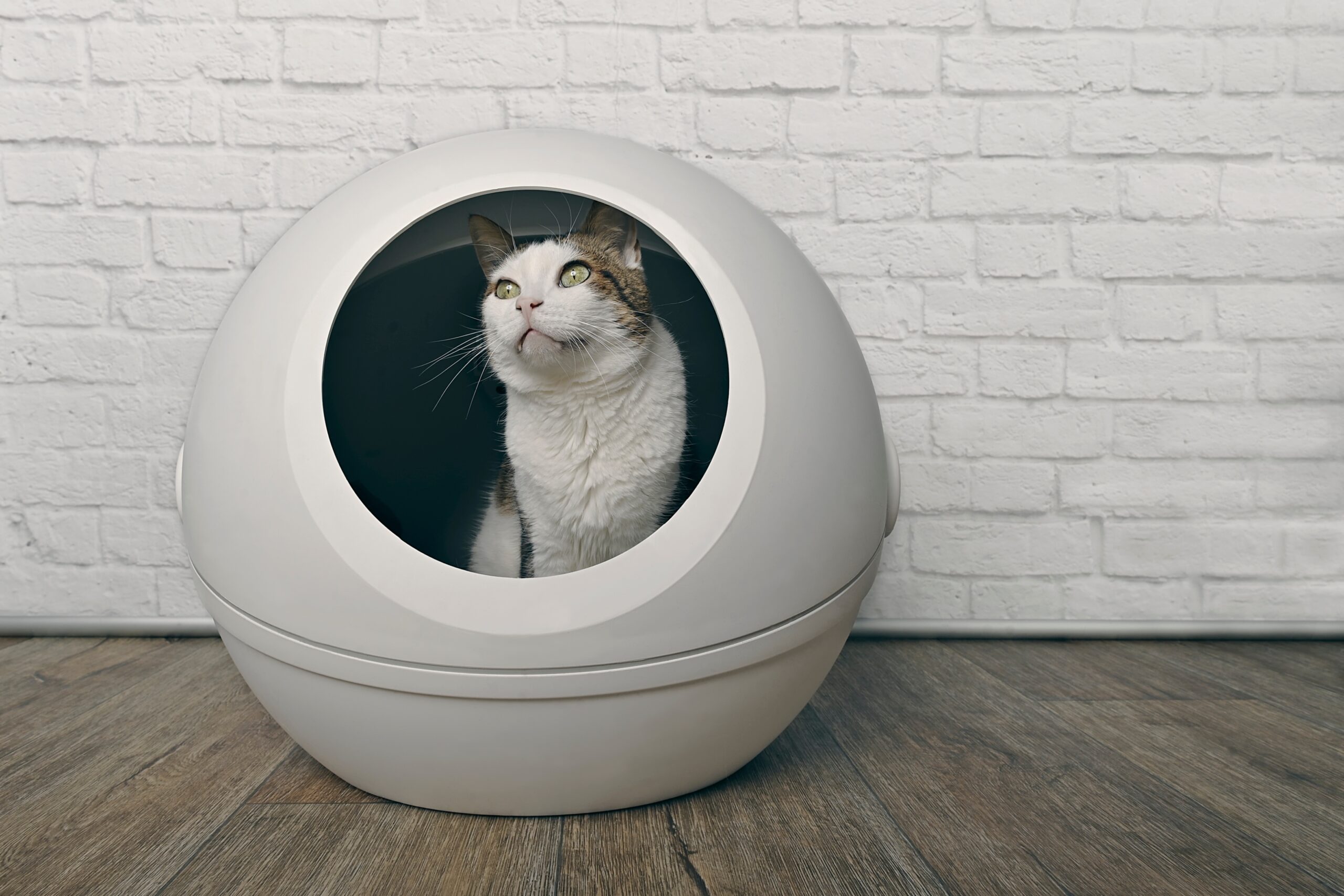 How do selfcleaning litter boxes work? PetSpot