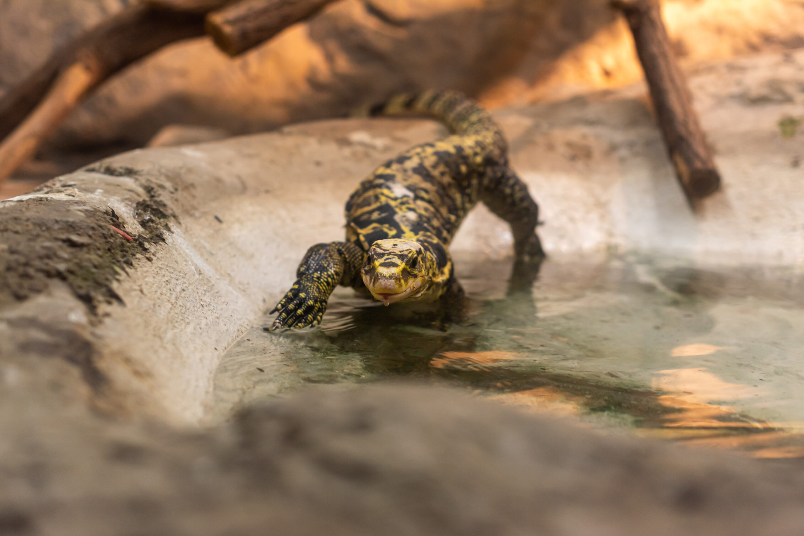 Cleaning your Reptile Enclosure PetSpot