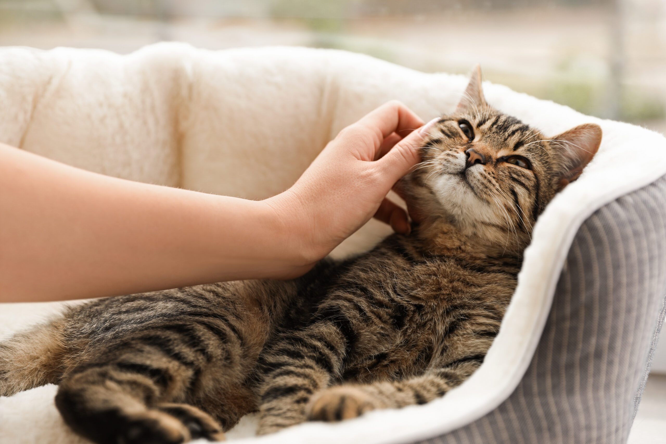 What are the most popular pets in the world? PetSpot