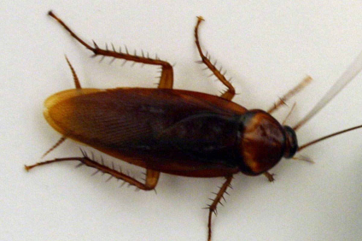 Can heat waves really make cockroaches fly? Sort of