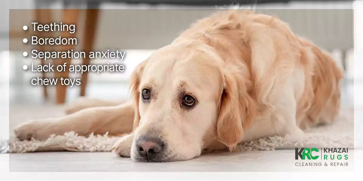 Rug Repair When You Have a Rug Chewed by a Dog Khazai Rug Cleaning