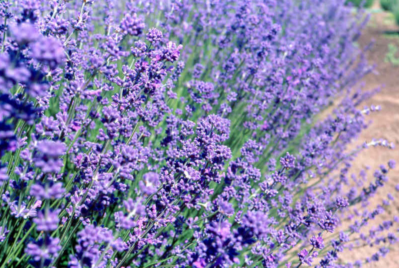 LavandulaVioletIntrigue001 PlantHaven International