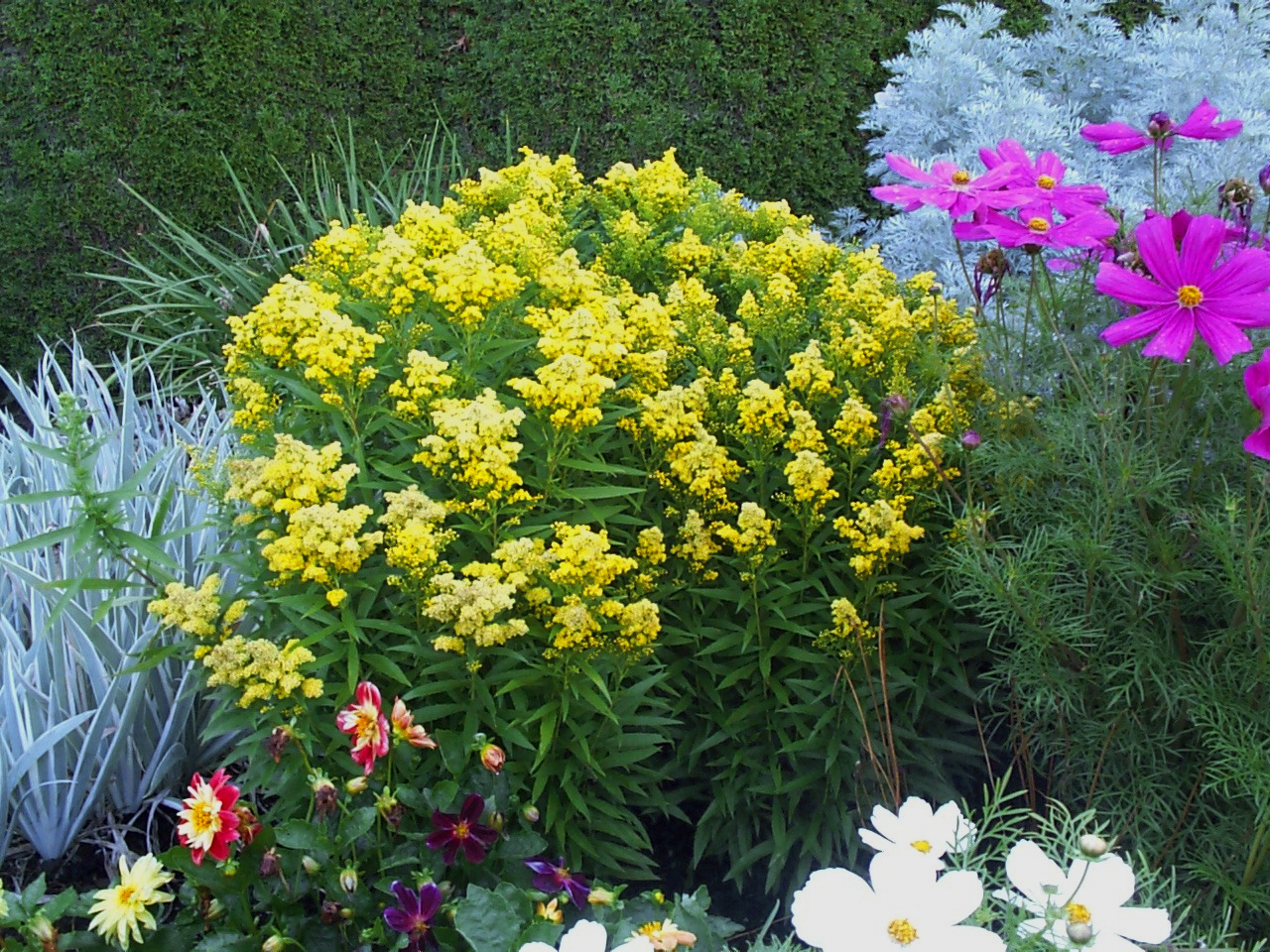 SolidagoLittleLemon004 PlantHaven International