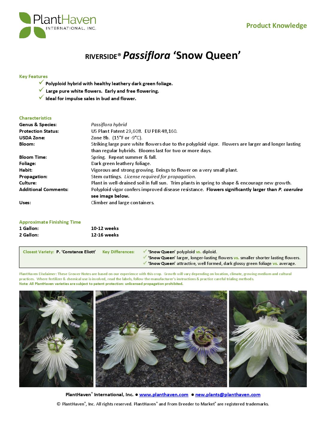 Passiflora RIVERSIDE® 'Snow Queen' (PK) PlantHaven International