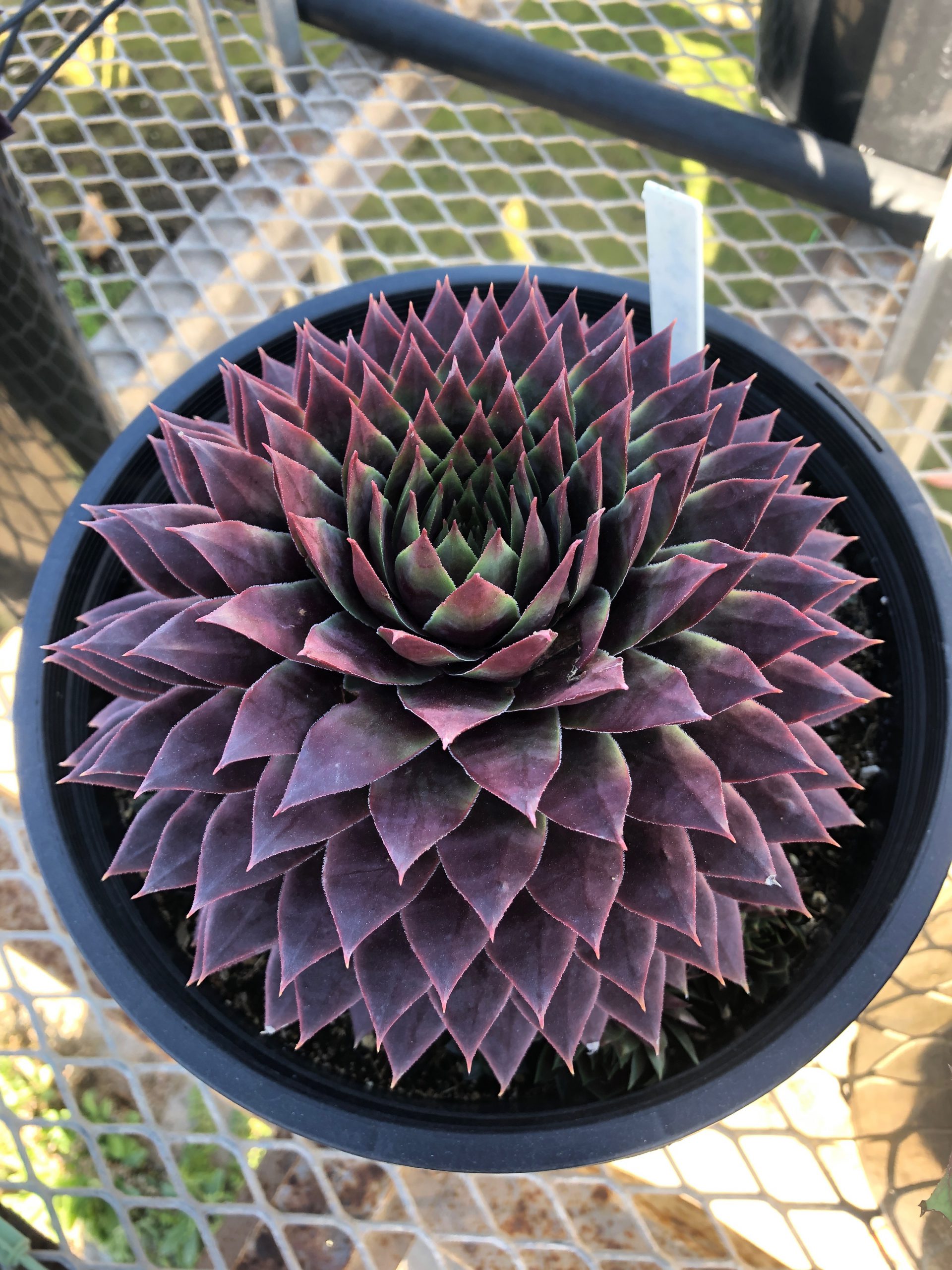 KissRuby PlantHaven International