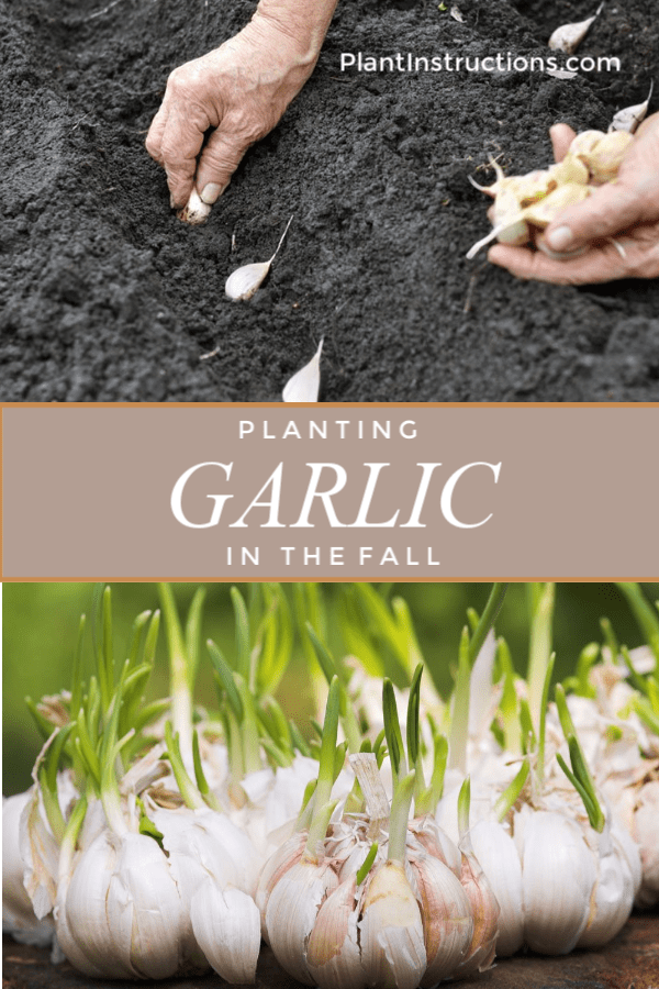 Planting Garlic in Fall Plant Instructions
