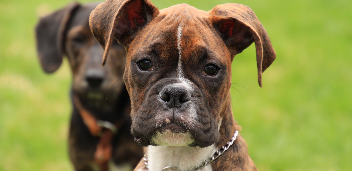 Boxer A Guide to the Loyal and Intelligent Boxer Breed