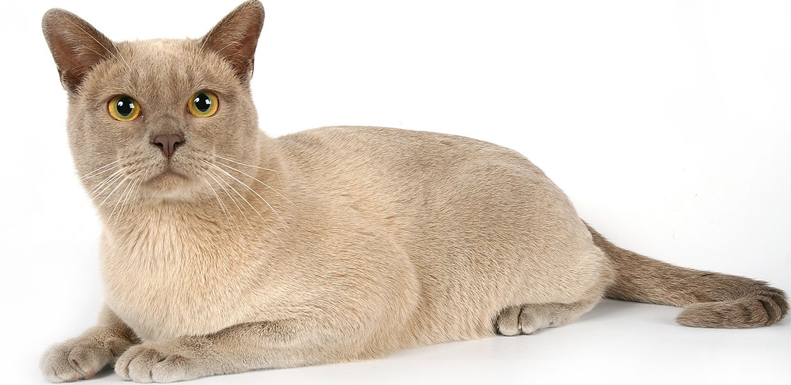 Burmese A Guide to the Playful & Athletic Cat Breed
