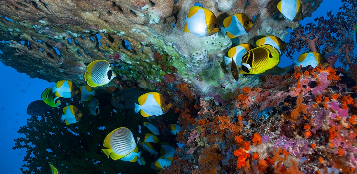 Saltwater Aquarium Fish 9 of the Most Popular Kinds of Fish