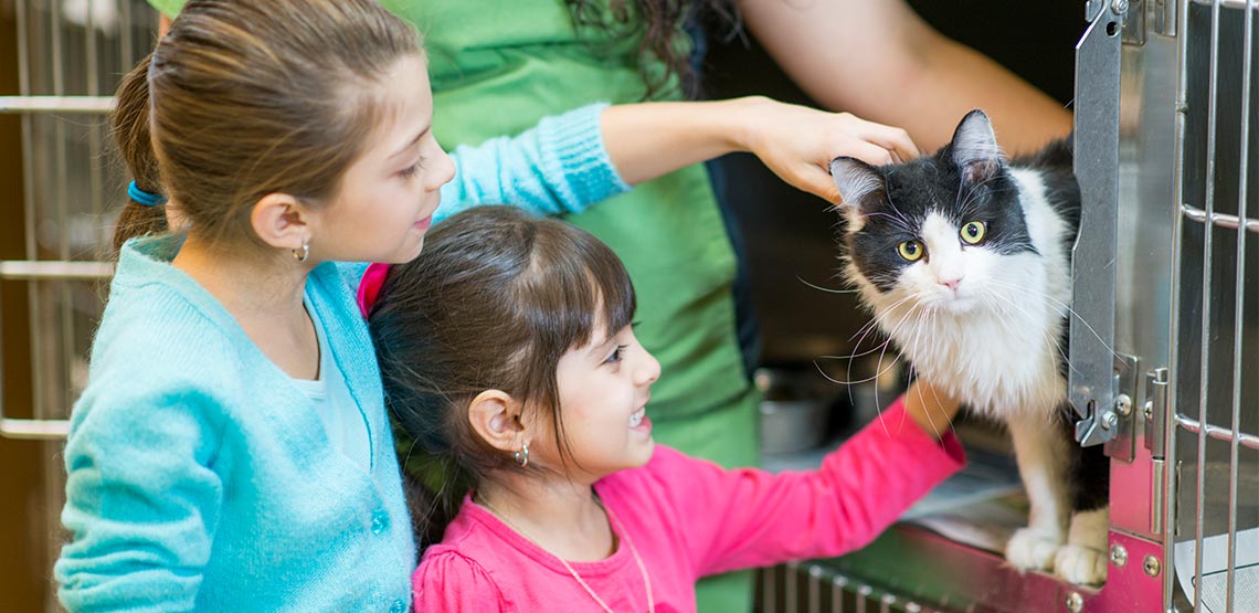 Cat Adoption What to Know About Adopting a Cat