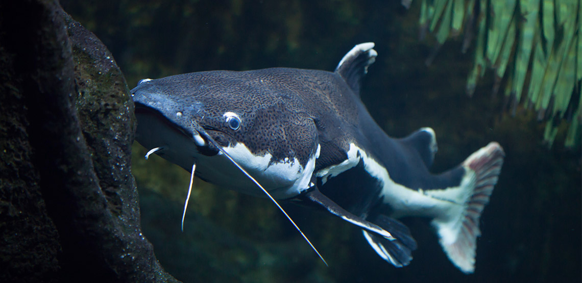 Catfish A Guide to Owning This Social Type of Fish