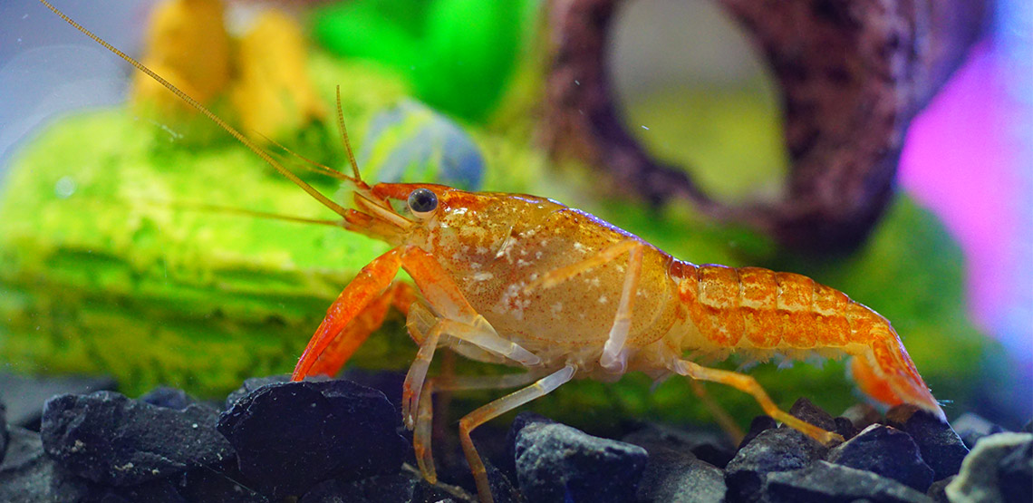 Crayfish A Guide to Owning This Reclusive Aquarium Pet