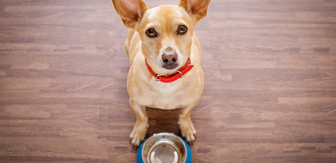 Dog Diarrhea Causes, Treatment, and Prevention