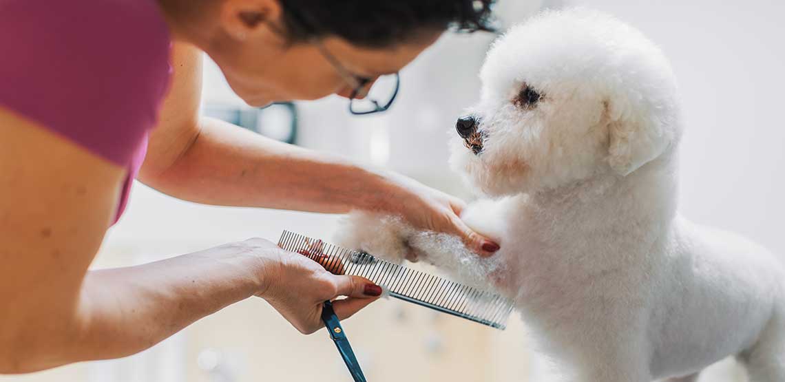 Dog Grooming Do It Yourself, or Hire a Professional Groomer