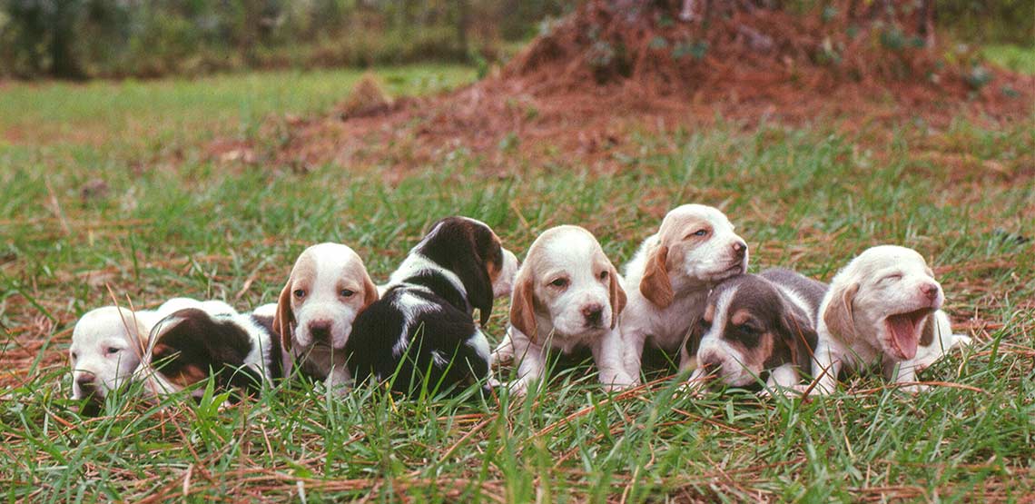 How to Find a Dog Breeder Tips for Buying from a Breeder