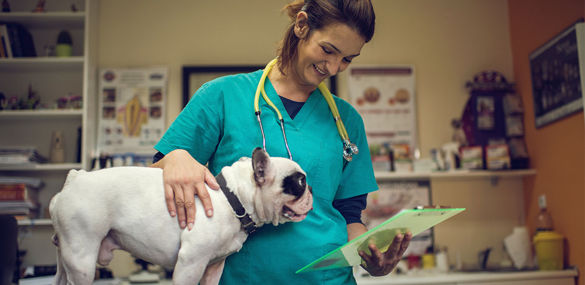 Find a Vet What to Look for in a Veterinarian for Your Pet