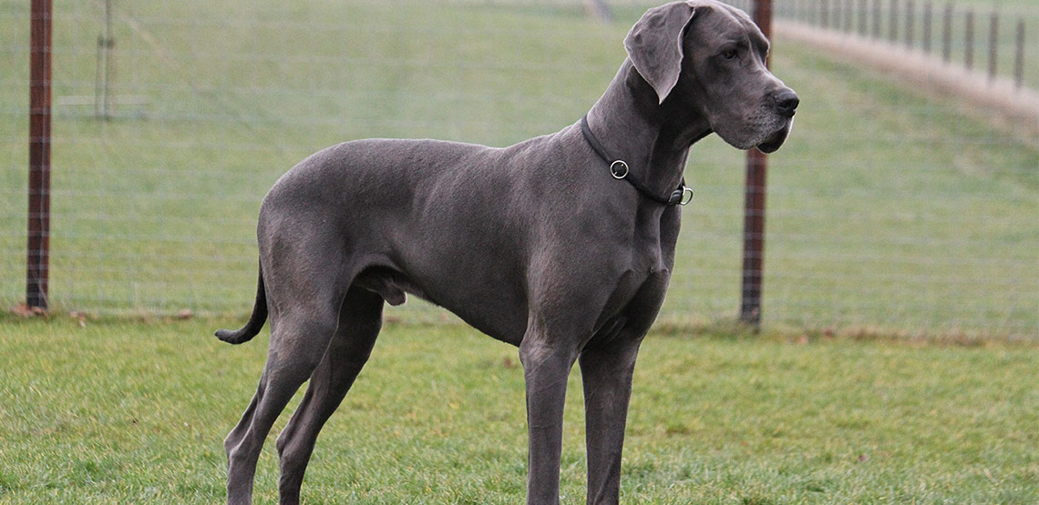 Great Dane A Guide to This Gentle & Graceful Breed