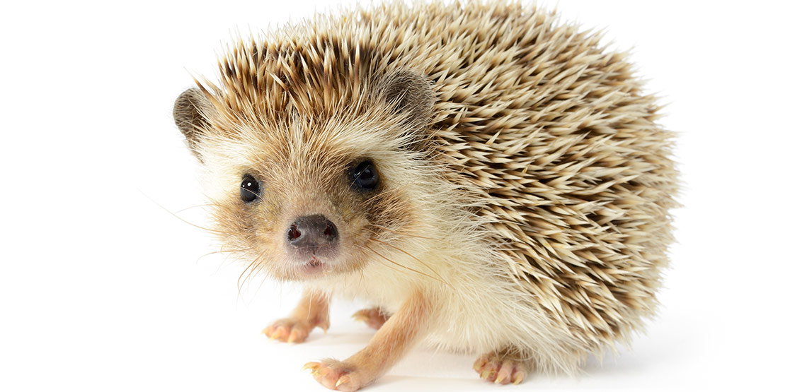Hedgehogs A Guide to Owning These Adorably Prickly Pets