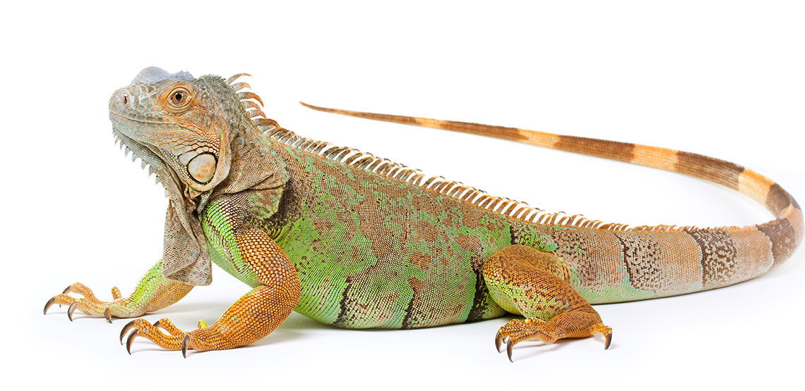 Iguanas A Guide to Owning This SunLoving Lizard