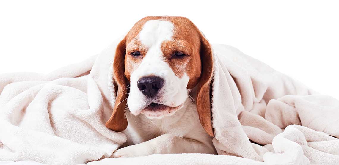 Kennel Cough Symptoms, Treatments and Prevention