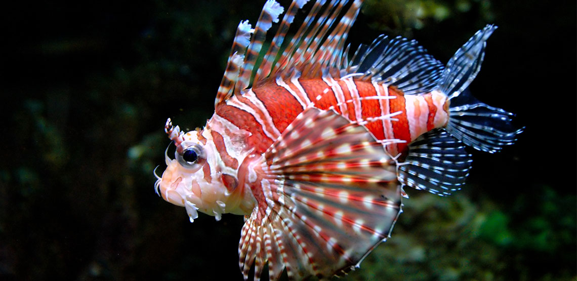 Lionfish A Guide to This Predatory but Shy Type of Fish