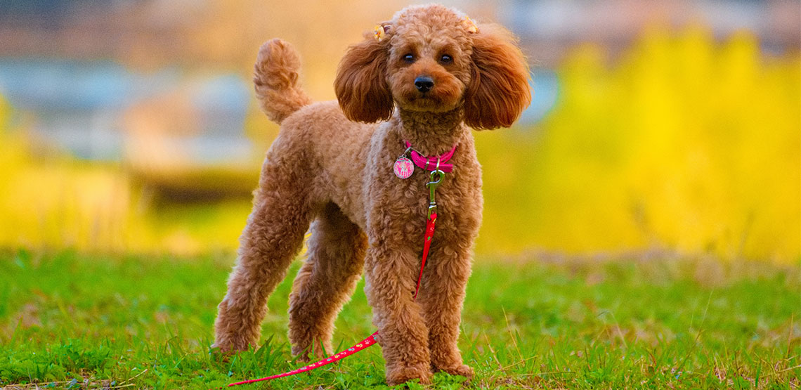Poodle A Guide to Standard, Miniature and Toy Poodles