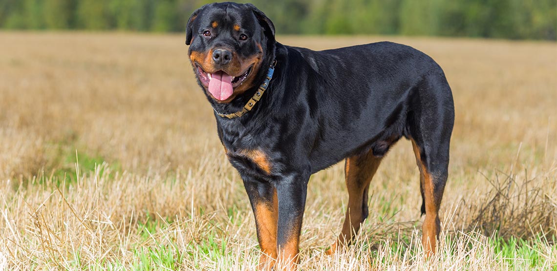 Rottweiler A Guide to This Muscular & Smart Breed