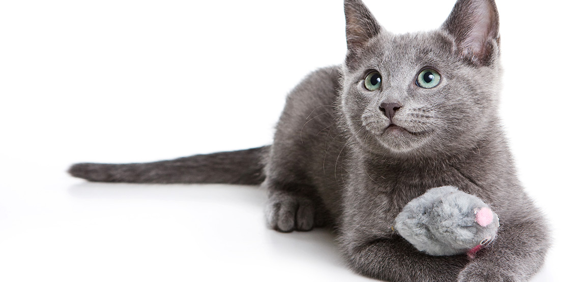 Russian Blue A Guide to the Most SoughtAfter Cat Breed