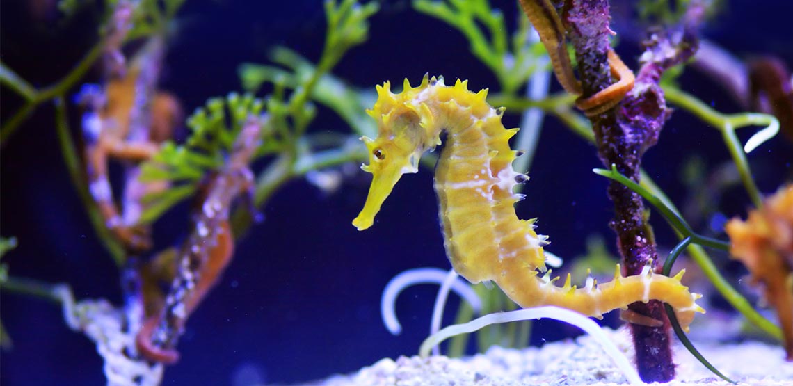 Seahorses A Guide to Owning These Courting Fish