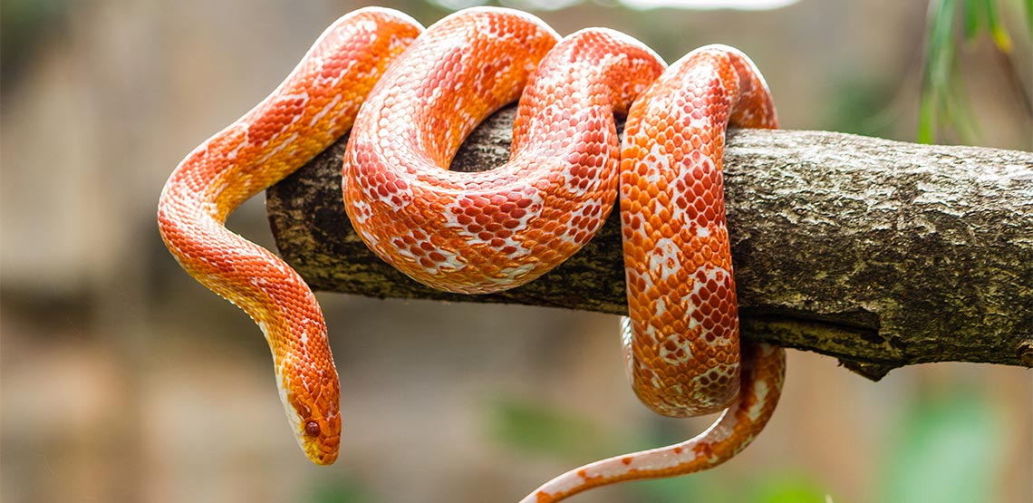 Snakes Essential Information About Owning a Pet Snake