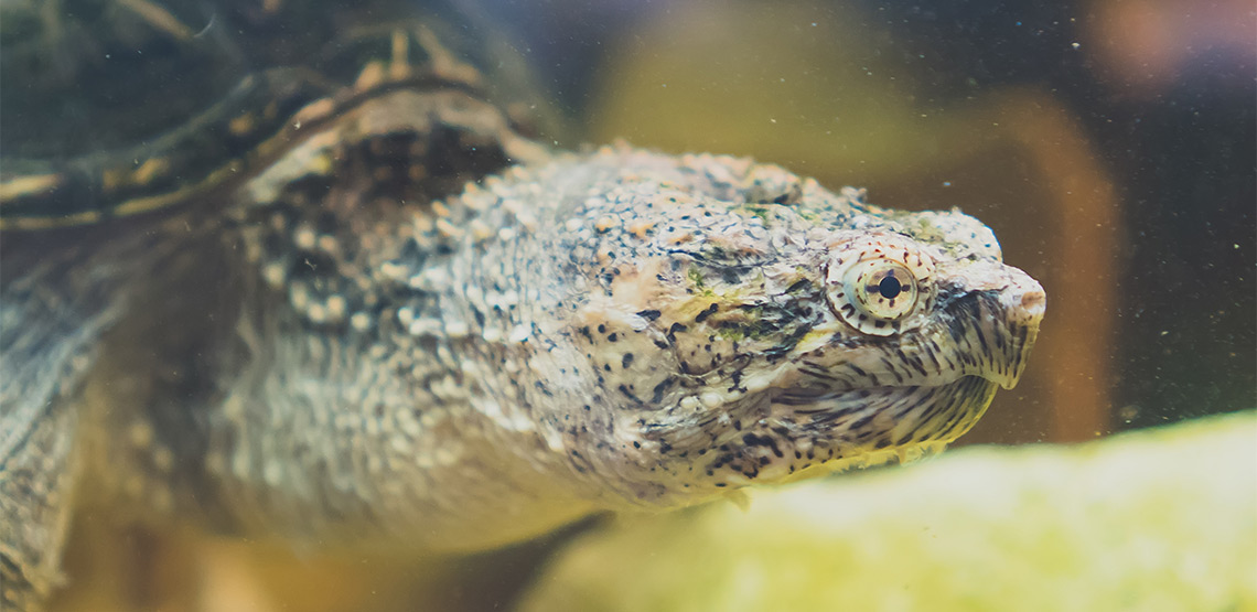 Snapping Turtles A Guide to Owning This Difficult Turtle Breed