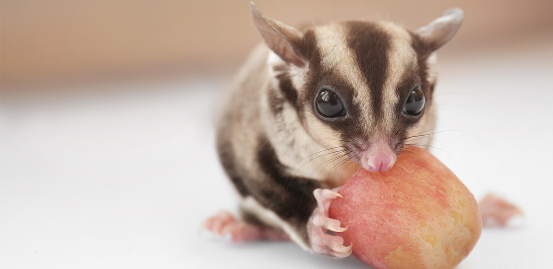 Sugar Gliders A Guide to Owning This Interesting & Social Pet