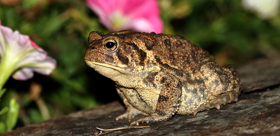 Toads A Guide to Owning This Interesting Amphibian