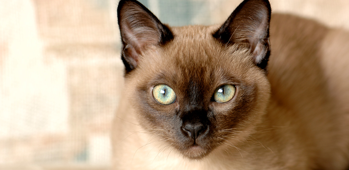 Tonkinese A Guide to This Mischievous Breed of Cat