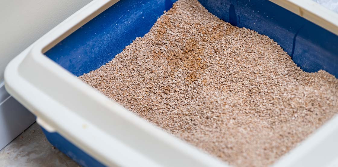 What Is the Best Natural Cat Litter Top 3 EcoFriendly Brands