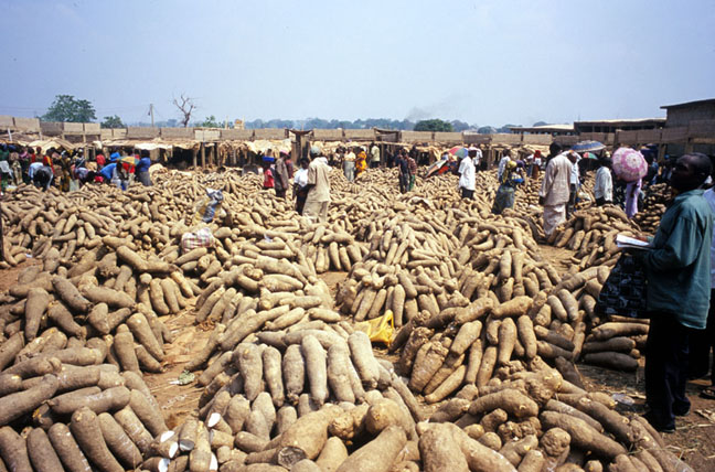 Yam export: Nigerian farmers begin registration - Premium Times Nigeria