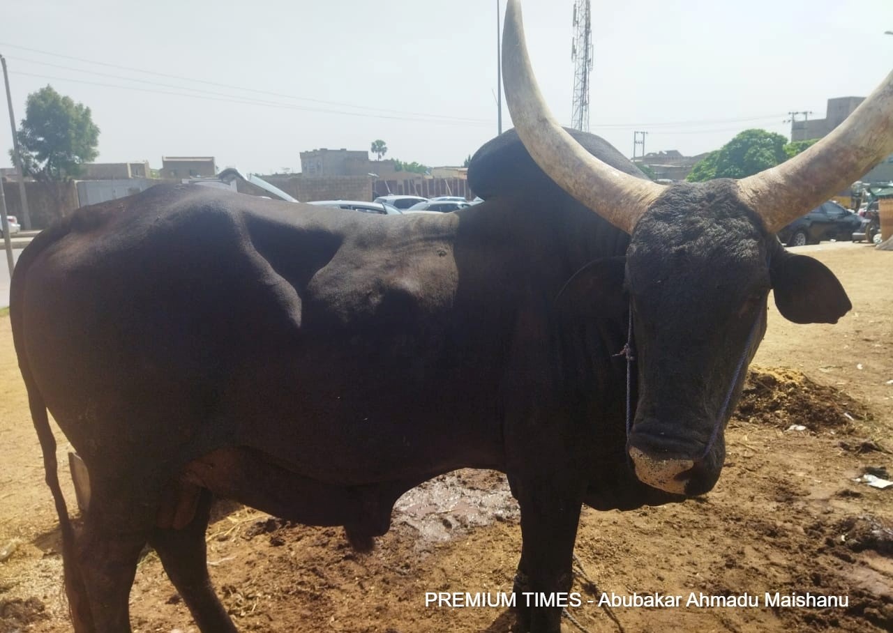 Kano residents buy camels for Sallah sacrifice as prices of rams, cows
