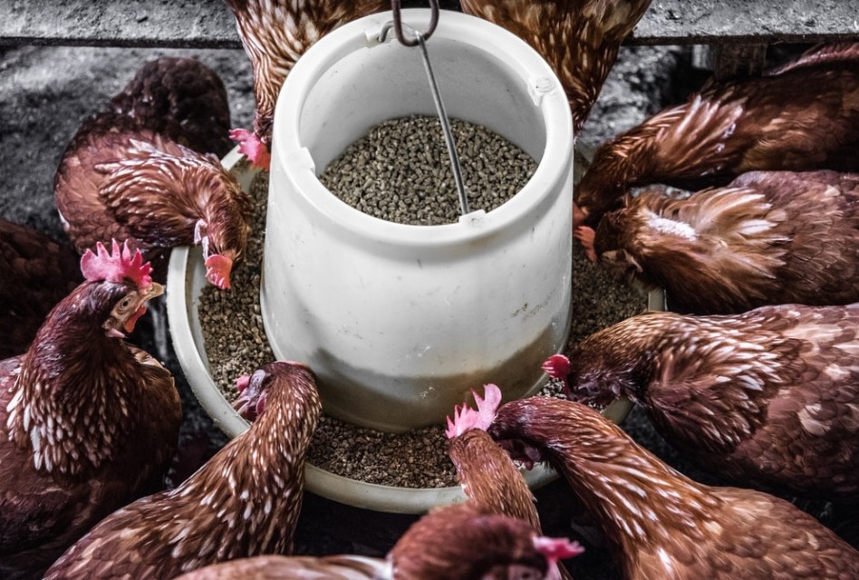 Poultry feed prices in Nigeria surge 164 in three years