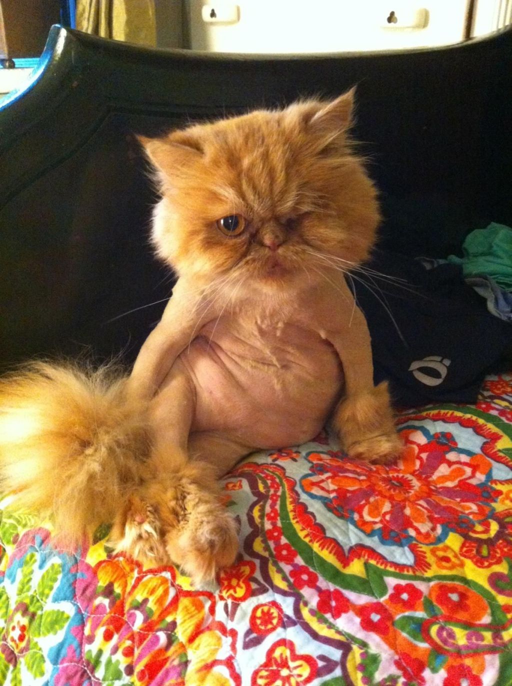 New Zealand man wants cats banned to protect birds The World from PRX