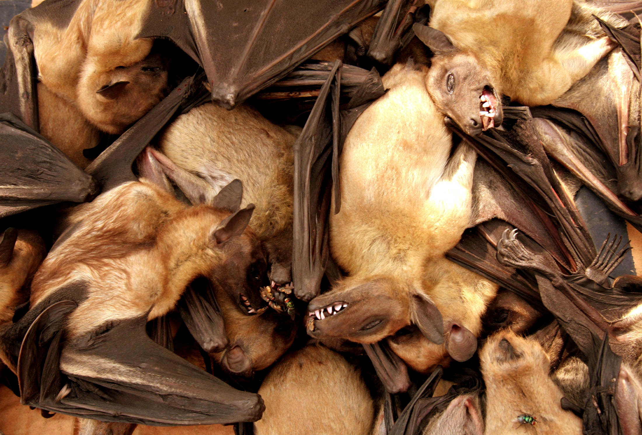 Fruit bats are seen for sale at a food market in Brazzaville, Republic of Congo. Public Radio