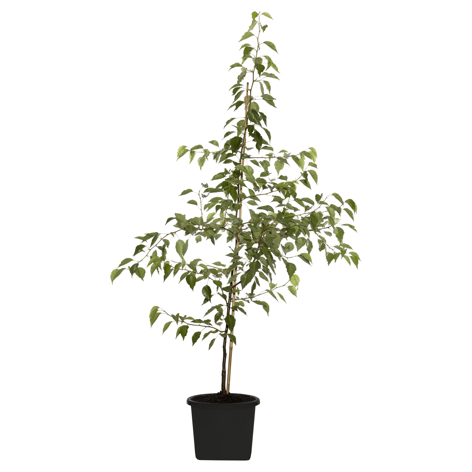 330mm Ornamental Pear Glens Form Pyrus calleryana Chanticleer